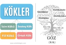 Kök Nedir ? İsim Kökleri ve Fiil Kökleri Kökler Kavram Haritası